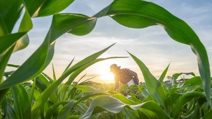 Только одна страна в мире может самостоятельно себя прокормить: как ей это удается