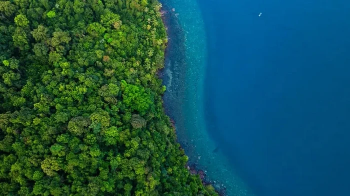 Земные леса неуклонно ползут на север: названо то, что обращает их в бегство