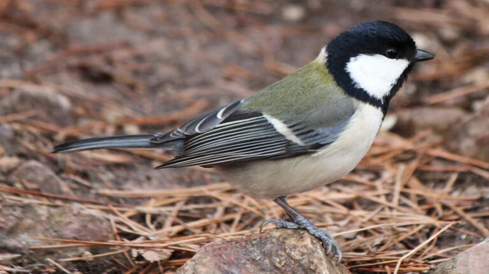 Ученые нашли в песнях синиц нечто странное и «человеческое» после 75 лет исследований