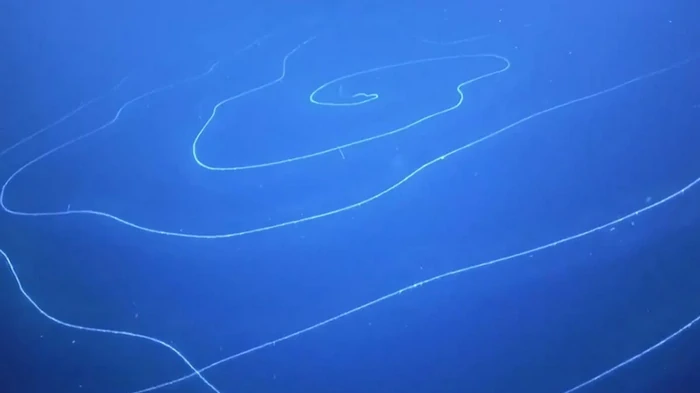 На глубине 6000 метров обнаружили 15-метровое существо: ученые удивлены