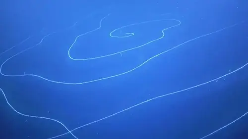 На глубине 6000 метров обнаружили 15-метровое существо: ученые удивлены