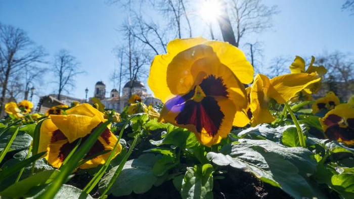 Март бьет рекорды: в каких городах Украины зафиксировали историческое тепло и когда именно