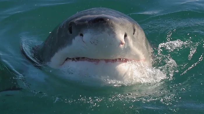 Бегут, поджав хвосты: назван хищник, пугающий больших белых акул, и это вовсе не косатка (видео)