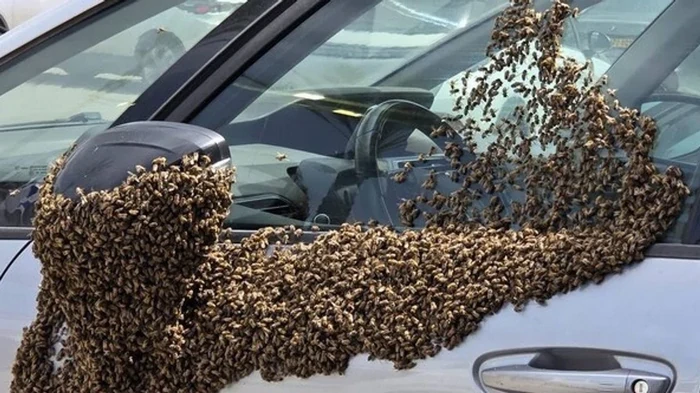 Десятки тысяч пчел «захватили» ТЦ в Израиле — что известно (видео)
