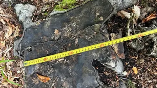 В Прикарпатье выявлена незаконная вырубка деревьев на сумму почти 387 млн