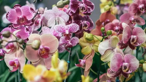 Как заставить орхидею снова цвести: эксперт назвал один шаг, который все меняет