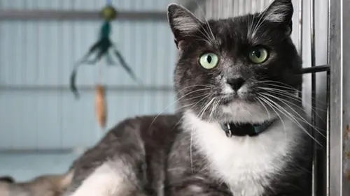 Во Львове в тестовом режиме заработал Банк крови для кошек