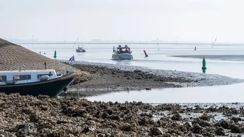 В США готовы заплатить $200 000 за способ остановить проблему, которая уже обходится в миллиарды