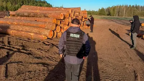 Волынских лесников разоблачили на вырубке деревьев на 15 млн